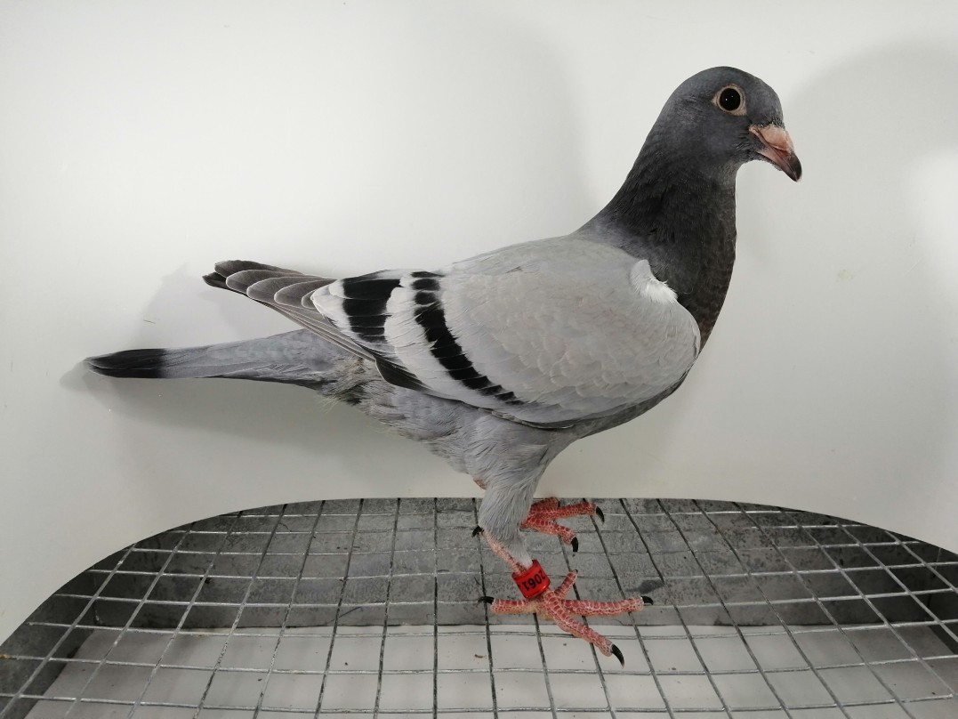 FLOREK RYSZARD PL0411222061 LINIA "DE RAUW SABLON, HARRY, YVAN x