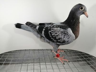 FLOREK  RYSZARD       PL-0411-22-2076     LINIA 