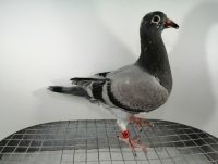 FLOREK RYSZARD PL-0411-22-2086 LINIA