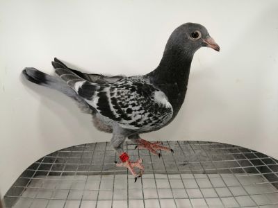 FLOREK  RYSZARD  PL-0411-22-2127       LINIA   