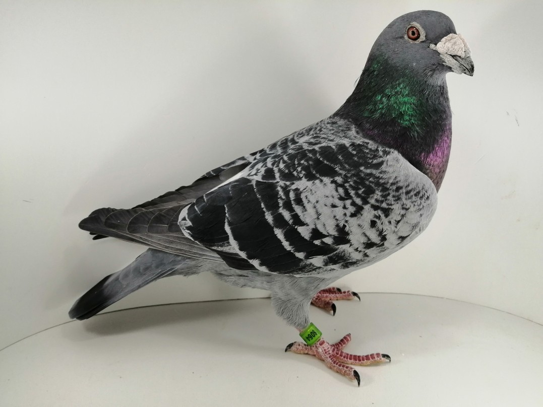 FLOREK RYSZARD PL0411222128 LINIA "SCHELLENS x KOPPENHOFERWITT