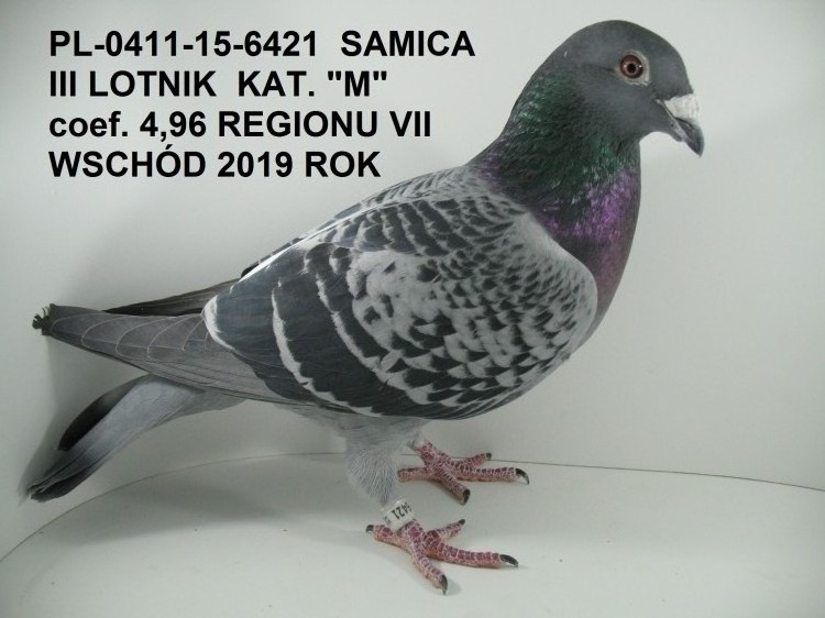 FLOREK RYSZARD PL0411222128 LINIA "SCHELLENS x KOPPENHOFERWITT