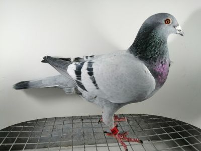 FLOREK  RYSZARD   PL-0411-22-2149   LINIA    