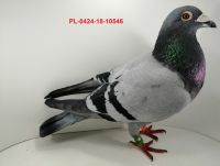 FLOREK RYSZARD PL-0424-18-10546 SAMIEC LINIA GOŁĘBIA