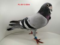 FLOREK RYSZARD PL-08-13-5844 SAMIEC LINIA