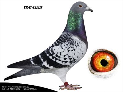 FR-17-221417 H i G Drygała Mistrzowie Polski kat A 2012 r gołąb rozpłodowy