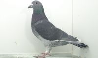 GB-20H-05058 - FRACZYK P. LOFT
