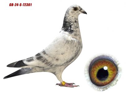 GB-24-S 72361 DAVIDOV COLLECTION. OSTATNIE SZTUKI