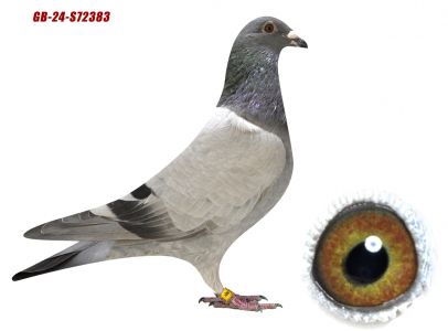 GB-24-S 72383 MEBIS 350 X DARK PITBULL 160. DAVIDOV COLLECTION