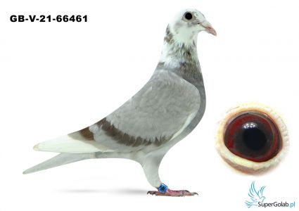 GB-V-21-66461 G-Yard Loft