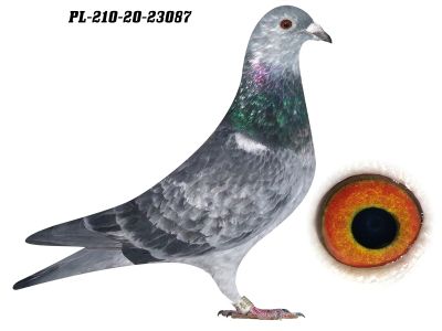 GOŁĄB Z LINII M.T.M. PAŁKA !!!