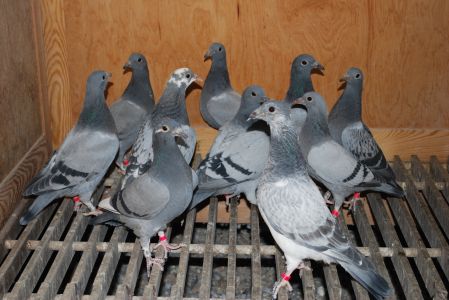 Gołębie młode 10szt. - pakiet