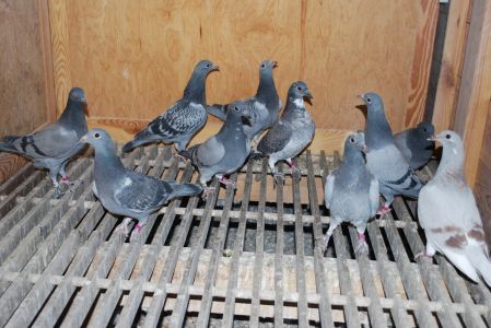 Gołębie młode 10szt. - pakiet