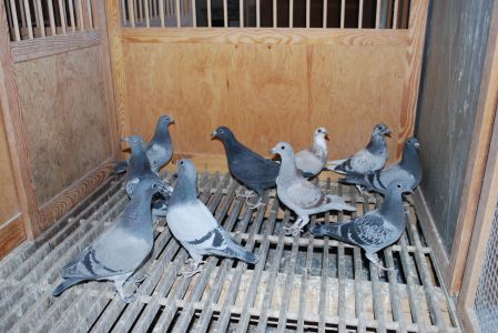 Gołębie młode 10szt. - pakiet + 1 wnuk olimpijczyka 11x 1 konk.