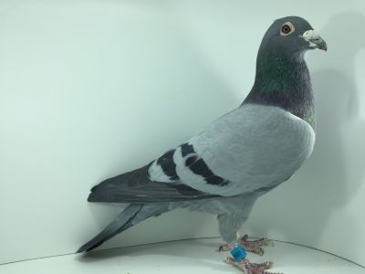 Gołębie z rozpłodu!!! Oryginał  Krzysztof ZYMLIŃSKI PL 050 13 1999 Płeć 1:0