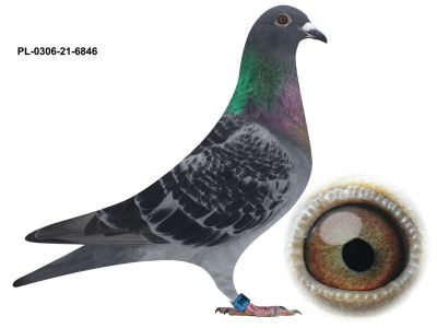 Grzegorz Drygała PL-0306-21-6846 linia gołębi na Wspólne gołębniki SUPER KLAAS