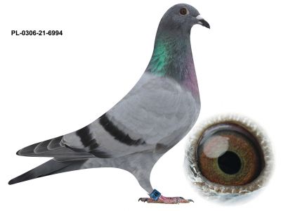 Grzegorz Drygała PL-0306-21-6994 samiczka PITBULL X HURICAN