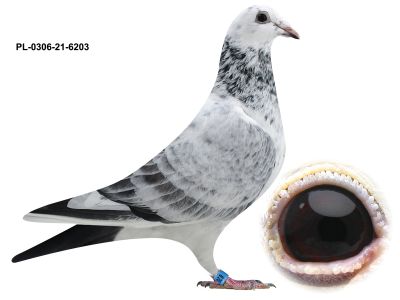 H i G Drygała - Mistrzowie Polski Kat A 2012 - PL-0306-21-6203