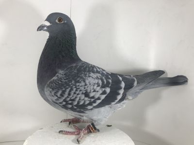 Houben X OLEKSIAK X SAWCZUK