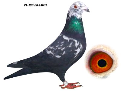 IMBRED SCHERENS VANGRAMBEREN