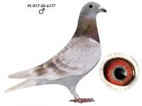 Inbred 808 x Schellens Dirk Van Dyck