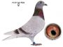 Inbred 808 x Wnuczka 808 K Paszek