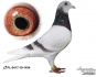 Inbred 808 x Wnuczka 808 K Paszek