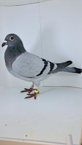 INBRED FERRARI HARALD GRIMME