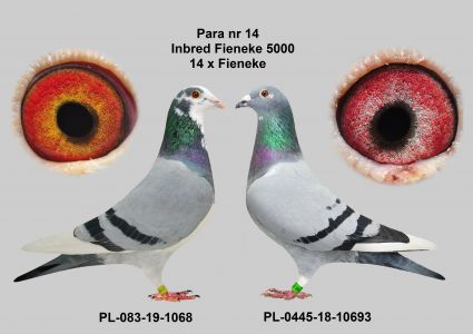 Inbred Fieneke 5000