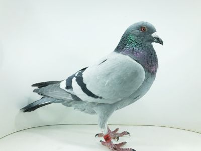 IT 22 250807– org. FAST PIGEON & ERWIN LARO / 27m  wyścig numer 2 / (samiec)