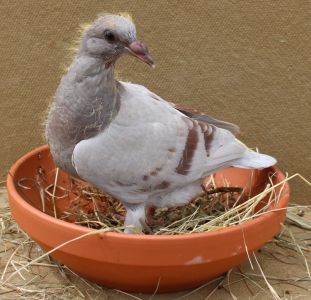 Janssen Vos PL-0445-20-10782