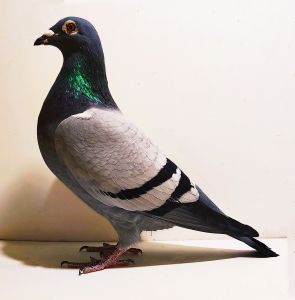 Kazimierz Latawiec PL087-15-339