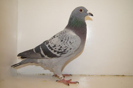 Kazimierz Latawiec- PL087-20-10047