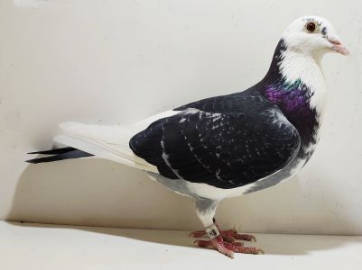 Kazimierz Latawiec PL087-20-7394