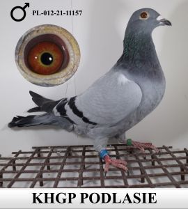 KHGP Podlasie - Andrzej Jankowski - PL-012-21-11157
