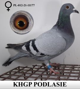 KHGP Podlasie - Andrzej Jankowski - PL-012-21-11177