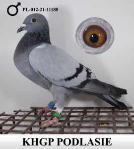 KHGP Podlasie - Andrzej Jankowski - PL-012-21-11180