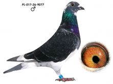 L. B. J. Geerinckx
