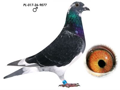 L. B. J. Geerinckx