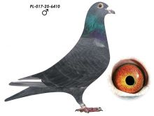 L. B. J. Geerinckx x Black Pander