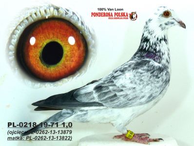 LIKWIDACJA HODOWLI ( I Wice Mistrz Okręgu Młodych)