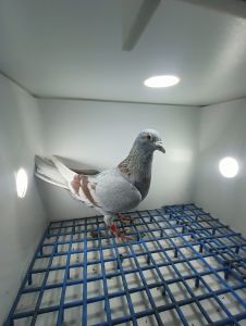 LIKWIDACJA PROFESJONALNEJ HODOWLI BE-22-2030592