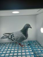 LIKWIDACJA PROFESJONALNEJ HODOWLI DV-03083-22-371 Ad. SCHAERLAECKENS