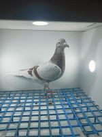 LIKWIDACJA PROFESJONALNEJ HODOWLI DV-21-09639-380 L.V.LOON-DELBAR