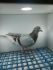 LIKWIDACJA PROFESJONALNEJ HODOWLI DV-21-09639-380 L.V.LOON-DELBAR