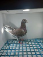 LIKWIDACJA PROFESJONALNEJ HODOWLI HOREMANS HERBERT.WIDEN DV-04754-22-561