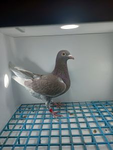 LIKWIDACJA PROFESJONALNEJ HODOWLI HOREMANS HERBERT.WIDEN DV-04754-22-561