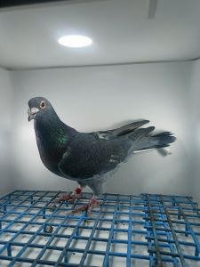 LIKWIDACJA PROFESJONALNEJ HODOWLI ORG.HOREMANS