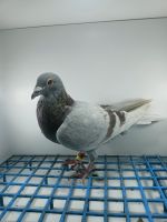 LIKWIDACJA PROFESJONALNEJ HODOWLI PL-014-22-332 G.PRANGE.