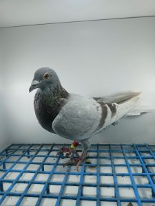 LIKWIDACJA PROFESJONALNEJ HODOWLI PL-014-22-332 G.PRANGE.